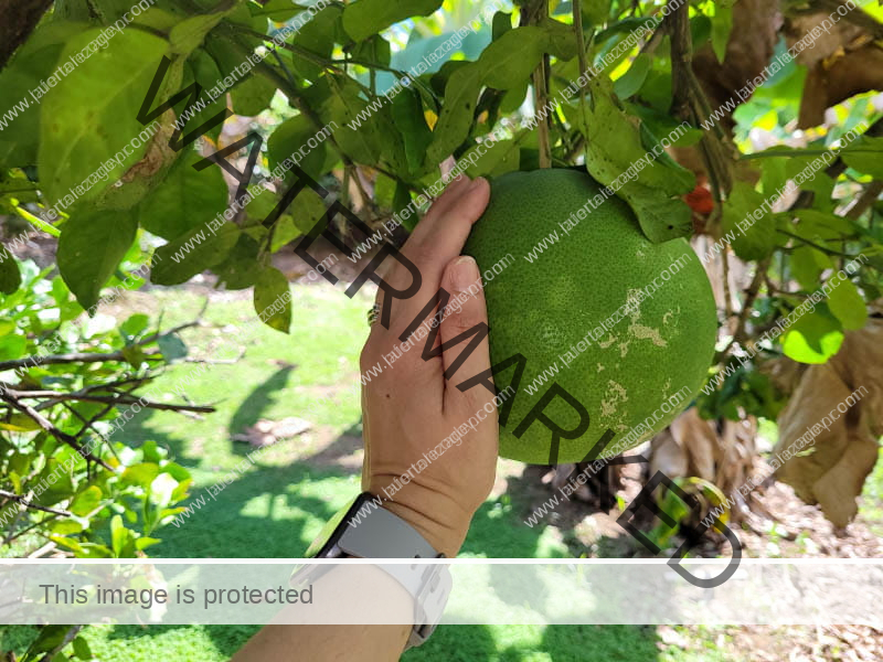 La Influencia de la Comida Puertorriqueña en la Nutrición Moderna